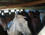 20 caballos fueron rescatados en el operativo. FOTO cortesía