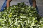Integrantes de bandas criminales encargadas de procesar la hoja de coca (foto) fueron incluidos en los listados presentados por las Farc en la Justicia Especial para la Paz. FOTO donaldo zuluaga