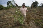 La sustitución de cultivos de uso ilícito avanza poco a poco en Colombia. FOTO Manuel saldarriaga