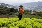 En San Cristóbal, donde se cultivan flores y hortalizas, los campesinos han sufrido el rigor de la pandemia con dificultades para la comercialización de sus productos. FOTO julio césar herrera