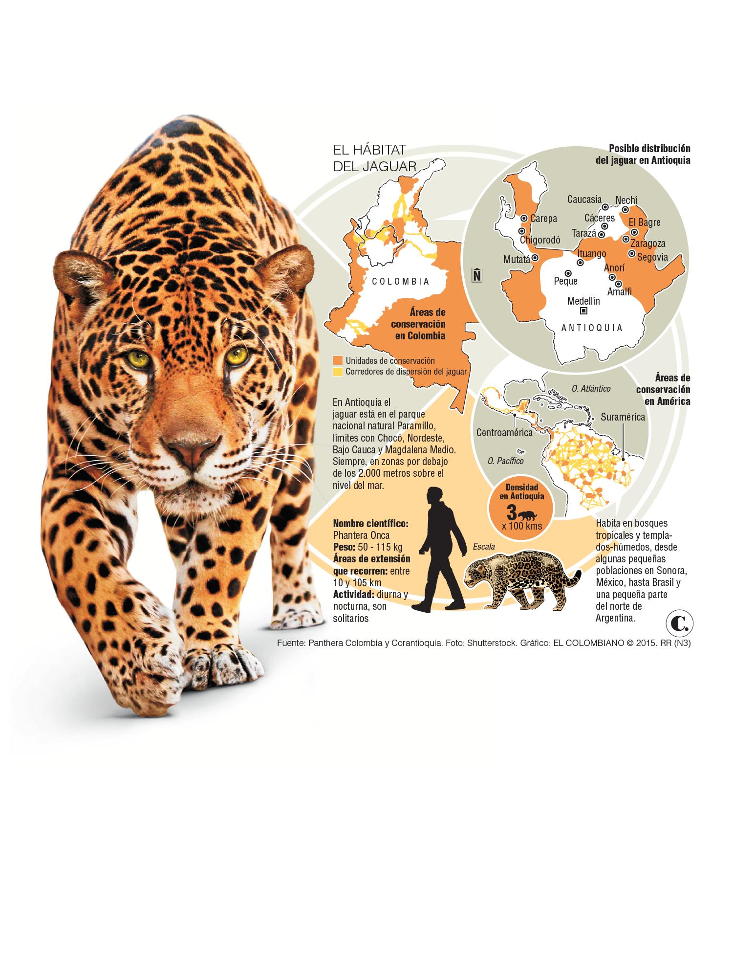 InfogrÃ¡fico