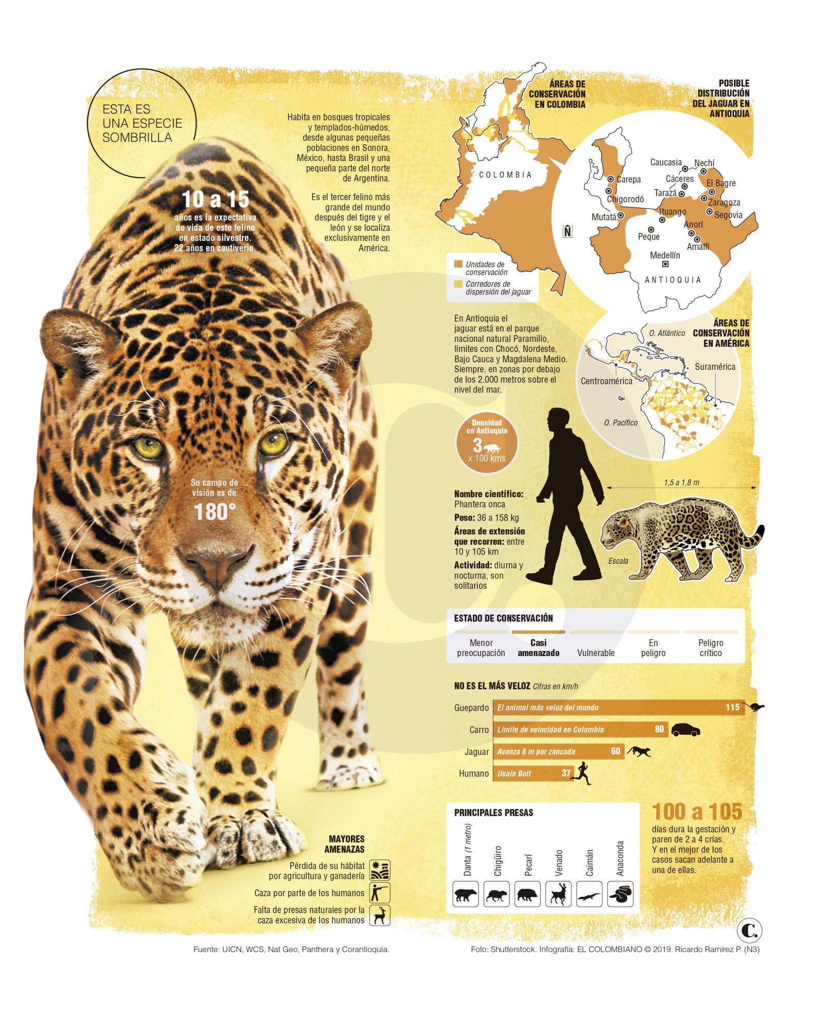 InfogrÃ¡fico