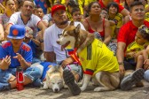 Las mascotas acompañaron a sus amos a ver el partido en los alrededores del estadio Atanasio Girardot. FOTO ANDRÉS CAMILO SUÁREZ