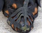 12 razas de perros son consideradas potencialmente peligrosas por la ley colombiana. FOTO JAIME PÉREZ 