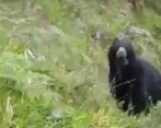 El oso andino fue observado y grabado en zona rural del corregimiento Santa Rita, de Andes. IMAGEN TOMADA DEL VIDEO