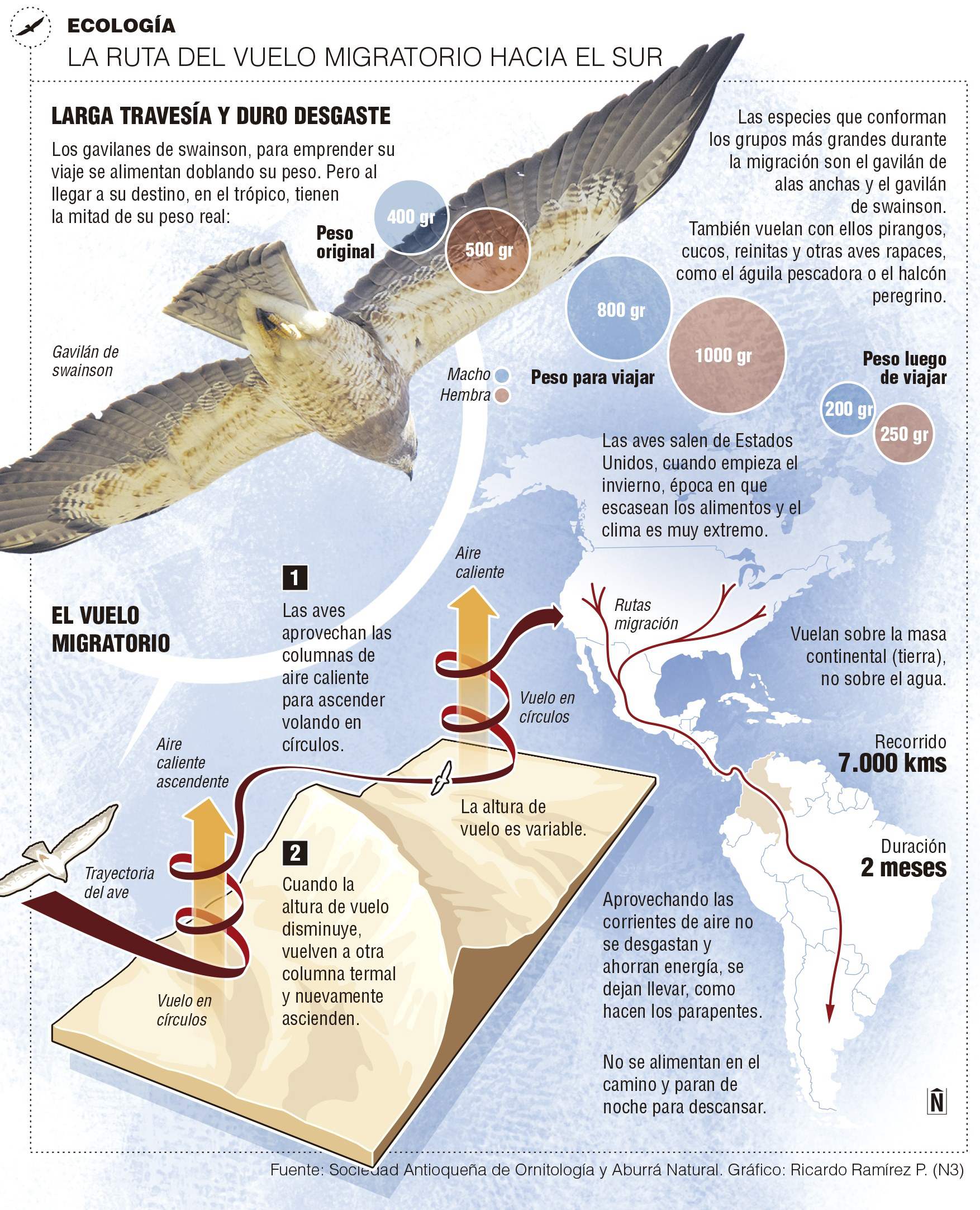 InfogrÃ¡fico