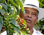 En su finca el Guamal, José Hugo cultiva sueños con el café