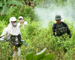 Según el Gobierno, los cultivos de coca aumentaron. FOTO COLPRENSA
