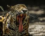 Hay presencia de este felino en el Magdalena Medio, Bajo Cauca, Occidente y Urabá. FOTO esteban vanegas