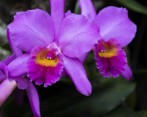 Diferentes variedades de Miltoniopsis, un género de orquídeas con cinco especies distintas. FOTO cortesía orquídeas, pájaros y flores