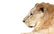 Cuatro leones quedaron de tíos