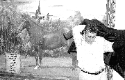 Donaldo ZuluagaTerremoto es, a juicio de Roberto Escobar, el mejor caballo de paso fino que ha nacido en el país. En la guerra contra los Pepes, estos lo castraron.