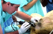 Henry AgudeloLas operaciones empezaron con el rapado de los genitales de los leones. Luego, los médicos veterinarios cortan y ligan los conductos deferentes, a través de los cuales van los espermatozoides desde los testículos hasta la próstata y las vesículas seminales. Para los profesionales y estudiantes del CES que operaron a los cuatro felinos fue su primer encuentro con esta especie.