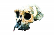 Versión en 3D del cráneo de Toumai, suminsitrada por Michel Brunet. El estudio de la dentadura ha sido básico en la investigación realizada por el grupo.