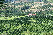 Los cultivos de cítricos tecnificados también transformaron el antiguo paisaje cafetero y hoy ocupan una vasta zona que acoge mano de obra no calificada. La fotografía corresponde al sector de Peñalisa, en el corredor de la vía marginal del río Cauca.