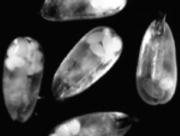 Imagen de ostracodos con sus huevos en la parte trasera del caparazón. Su evolución es un misterio.