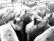 La cría extensiva de cerdos a la intemperie ha arrojado buenos resultados para Corpoica y, en consecuencia, para los campesinos que aprovechan la transferencia de tecnología y los sistemas de producción limpia. Los investigadores lograron crianzas con baja contaminación frente a los de chiqueros.
