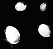 CortesíaLos ostracodos son diminutos animales, con dos conchas. Miden escasos milímetros. Son pequeños crustáceos.