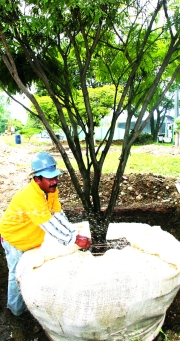 Algunos árboles se trasladarán a nuevos espacios urbanos, otros definitivamente no sobrevivirán.