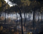 Incendio extinguido cerca del Parque Nacional Doñana al sur de Andalucía, España. Fueron evacuadas 1.500 personas. Aunque son importantes en la renovación ecosistémica, los incendios amenazan asentamientos humanos y se tratan de evitar a toda costa. FOTO afp