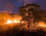 En California, Estados Unidos, se vive uno de los incendios más complejos de los últimos años. La comunidad pide acciones concretas para controlarlos. Han muerto 16 personas FOTO AFP