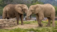 Al igual que otros animales, los elefantes encontraron su santuario en los predios del parque. Foto Juan Antonio Sánchez