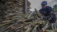 150 trapiches como este ubicado en el municipio de Yolombó procesan la caña para producir panela y convertirse en una de las regiones de mayor producción de este alimento en Antioquía. Foto: Manuel Saldarriaga Quintero
