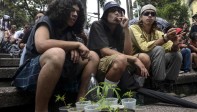 Medellín se está posicionado como una “ciudad cannábica” en la que han crecido los movimientos sociales y se está abordando el tema de los cultivos para usos medicinales. FOTO AFP