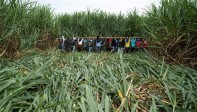 Jornada de erradicación de caña de azúcar en predios que reclaman los Nasa. Estas plantaciones son el principal objeto de disputa, pues están en las tierras ancestrales. Foto: Federico Ríos, Reuters.