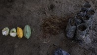 La semilla de cacao se siembra en bolsas negras y se mantienen por dos meses en un invernadero hasta que se trasladan a campo. Foto: Santiago Mesa.
