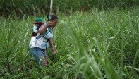 Una mujer Nasa ayuda a cortar las plantas de caña de azúcar que quieren erradicar mientras carga a su hijo. Foto: Federico Ríos, Reuters.