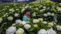 Pequeños y grandes floricultores de Antioquia vieron reducidos sus pedidos desde el exterior. FOTO JUAN ANTONIO SÁNCHEZ OCAMPO