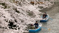 Los espectadores comienzan una carrera contrarreloj para disfrutar al máximo de la belleza de estas frágiles flores, antes de que la lluvia y el viento vuelvan a desnudar de su color a los cerezos hasta el próximo año. FOTO EFE