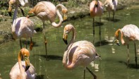 Los flamingos cuentan con un amplio lago y también han ido creciendo en cantidad. Foto Juan Antonio Sánchez 