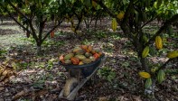 60.535 toneladas fue la producción de cacao en 2017 en el país según la Federación nacional de Cacaoteros. Foto: Santiago Mesa.
