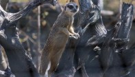 Los suricatos fueron donados por el Zoológico de Cali para mejorar sus condiciones de vida. Foto Juan Antonio Sánchez