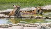 Durante el tiempo que ha pasado esta pareja de tigres en el parque han tenido cinco crías. Foto Juan Antonio Sánchez