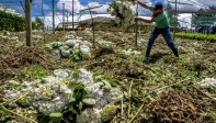 Ahora solo un trabajador se encarga de hacer mantenimiento a los cultivos que ya están sembrados. FOTO JUAN ANTONIO SÁNCHEZ OCAMPO