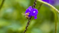 Las abejas juegan un papel muy importante en la naturaleza. Foto Juan Antonio Sánchez Ocampo