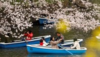 Otros optaron por subirse a un bote y navegar entre las flores que rodean el foso de la era Edo que comprende el noroeste del Palacio Imperial de Tokio, cuyo vistoso paisaje ansiaba fotografiar la mayoría de los visitantes. FOTO EFE