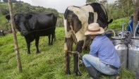Gustavo Elías Mazo dos veces al día invierte entre tres y cuatro horas para ordeñar sus 18 vacas, a la misma hora, con vocación milimétrica. Foto: Edwin Bustamante