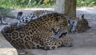 Los jaguares son una especie en vía de extinción. En el parque, sus cuidados están enfocados en la conservación y la reproducción. Foto Juan Antonio Sánchez