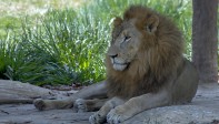 Los leones, que pasan la mayor parte de su día durmiendo, son uno de los principales atractivos del parque. Foto Juan Antonio Sánchez 