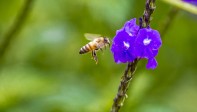 Las abejas no descansan en su importante labor de polinización. Foto Juan Antonio Sánchez Ocampo