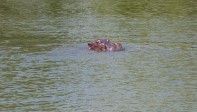 Los hipopótamos fueron los primeros pobladores de la hacienda y hoy son una manada bastante grande. Foto Juan Antonio Sánchez