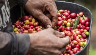 Colombia exporta café a nivel internacional. Antioquia aporta el 13 % al producido en el país. Foto: Camilo Suárez