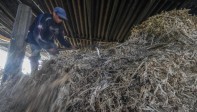 150 trapiches como este ubicado en el municipio de Yolombó procesan la caña para producir panela y convertirse en una de las regiones de mayor producción de este alimento en Antioquía. Foto: Manuel Saldarriaga Quintero