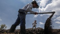 Nuestros campesinos siguen con su labor diaria de cultivar la tierra para que en medio de esta crisis tengamos los alimentos necesarios. Ellos también son nuestros héroes. Foto: Manuel Saldarriaga Quintero