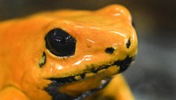 Más del 40 % de las especies de anfibios en el mundo están en peligro de extinción. FOTO: LUIS ROBAYO / AFP.
