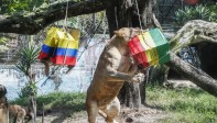 La leona luego se abalanza sobre la caja de Senegal. Foto: Robinson Sáenz